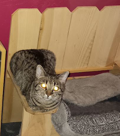 Keke and Fetch Dog Walking and Cat Boarding