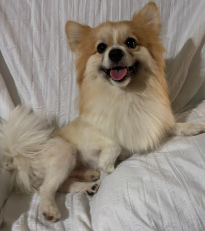 AZ Vet Direct Pomeroy