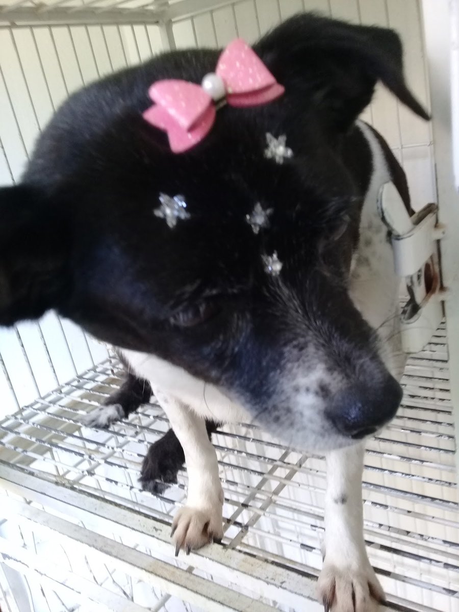 Espaço Animal Pet Shop