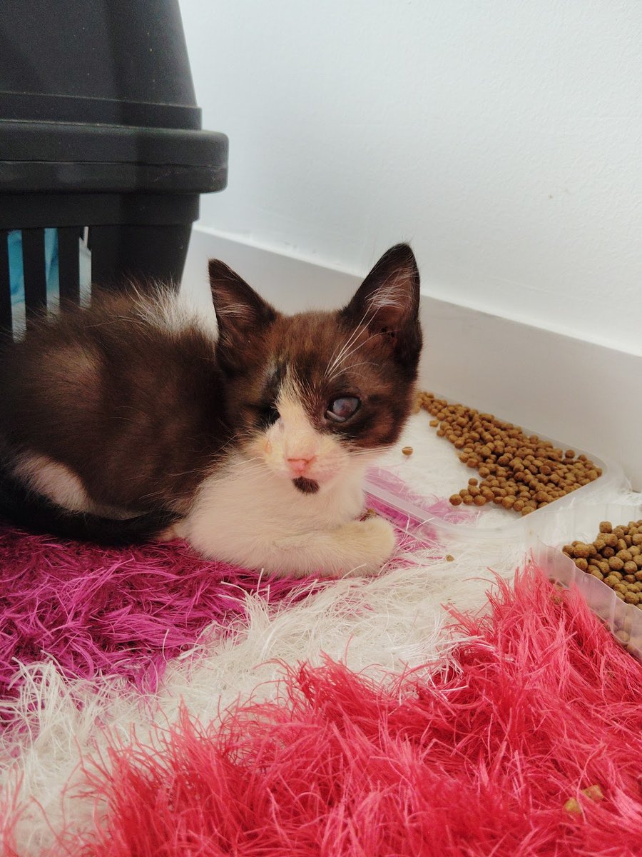 Clínica Veterinária Onda dos Bichos