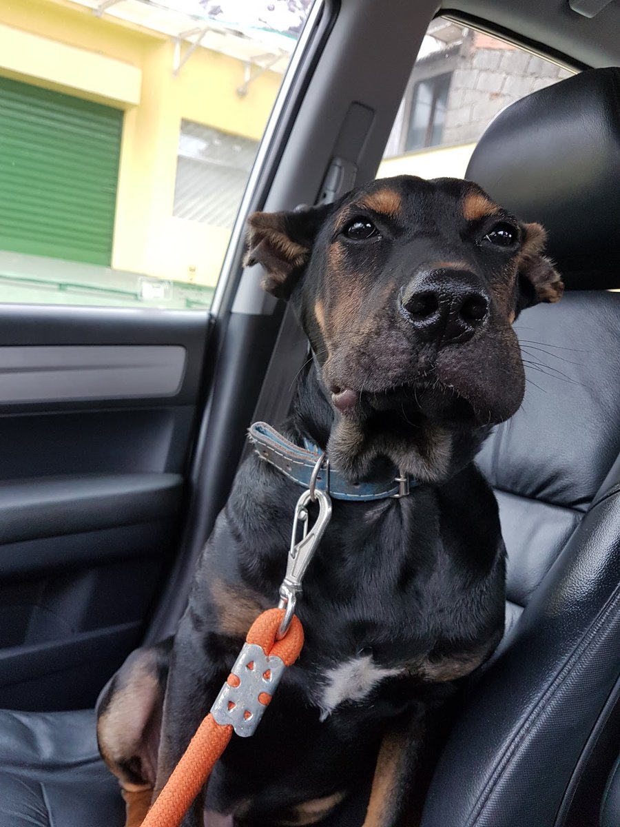 Portal Vet Centro Medico Veterinário