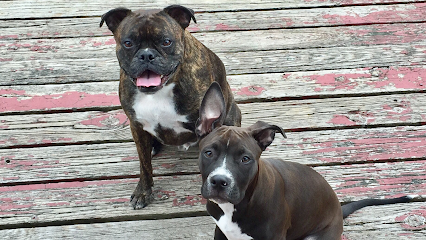 Loving Paws Dog Walking