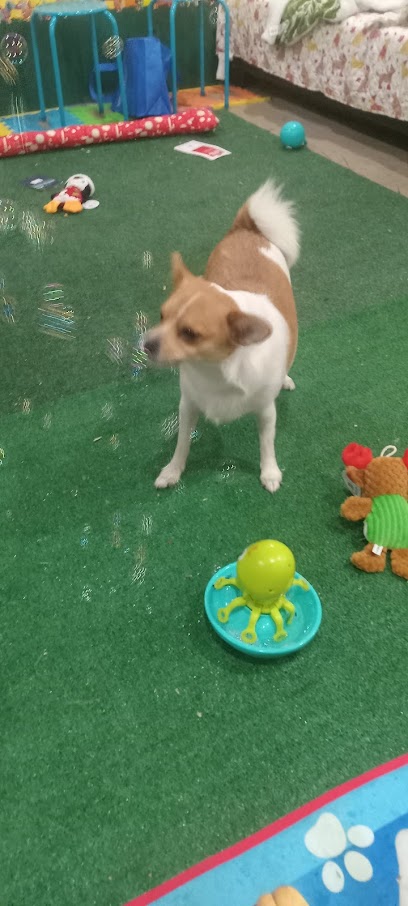 Lucky Paw Training & Services