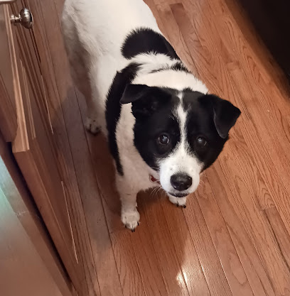 Animal Lovers Pet Sitting & Dog Walking Services