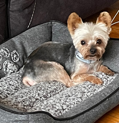 Angels Perfection Doggy Spa LLC