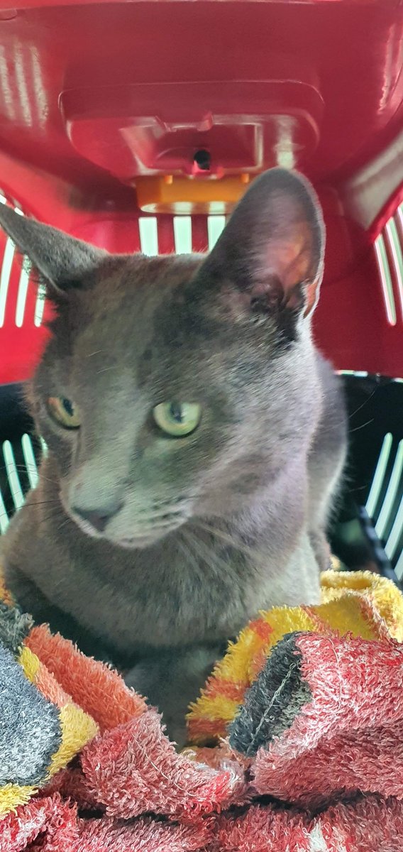 Assistência Veterinária Hospitalar