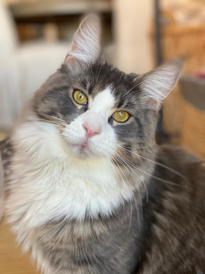 Sitterly Love Pet Care