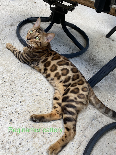 ReginaMur Bengal Cattery
