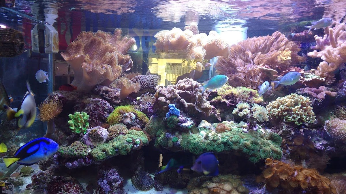 Aquacentro Pet Shop