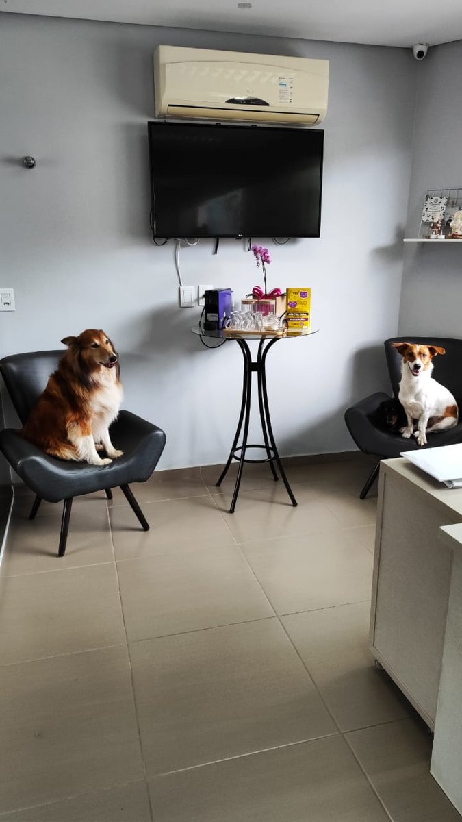 Clínica Veterinária Le Petit