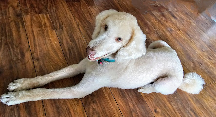 Stinkin Cute Grooming Salon