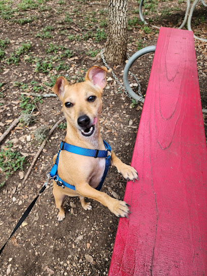 PetSmart Dog Training
