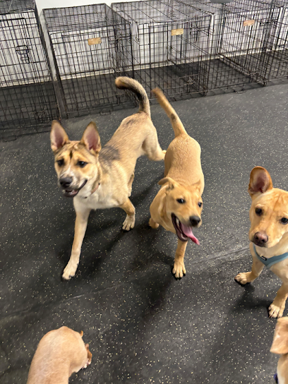 Dogtopia of San Antonio - Alamo Ranch