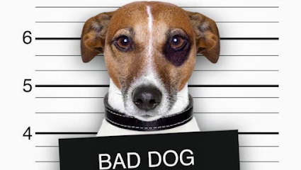 Private in-Home Just The Basics Dog Obedience Training