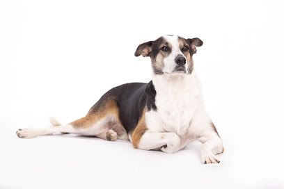 VCA Becker Animal Hospital and Pet Resort