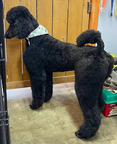 Wash Shake Wag - Dog Grooming, San Antonio, TX