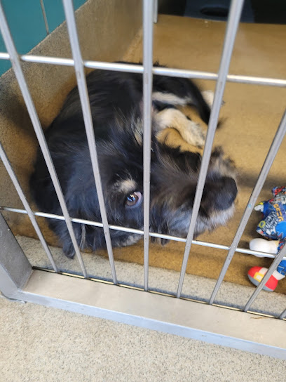 San Antonio Pets Alive