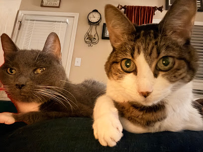 CityVet | Leon Springs