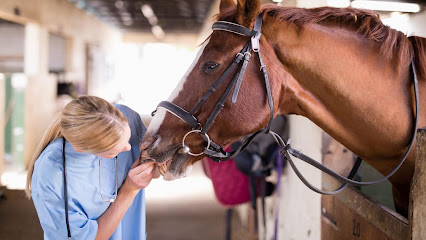 Brazos Valley Equine Hospitals - San Antonio