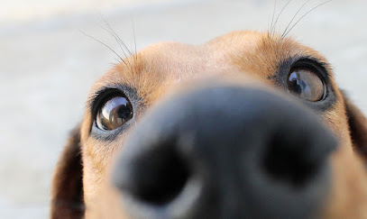 San Antonio Humane Society