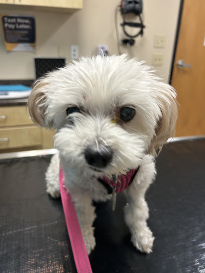 Eye Care for Animals - San Diego