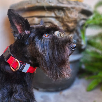 Luxe Mobile Pet Grooming