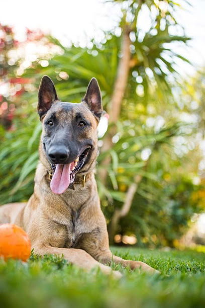 Who's Walking Who? Dog Training