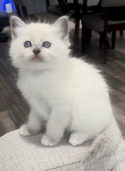 Ragdoll Kittens by Ragmeister Ragdolls