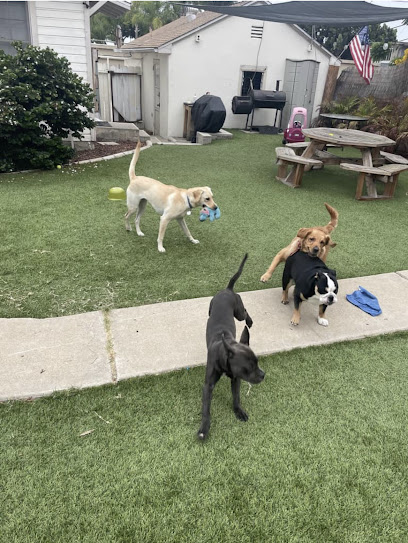 KM Dog Training and Boarding