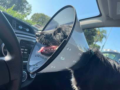 American Animal Hospital