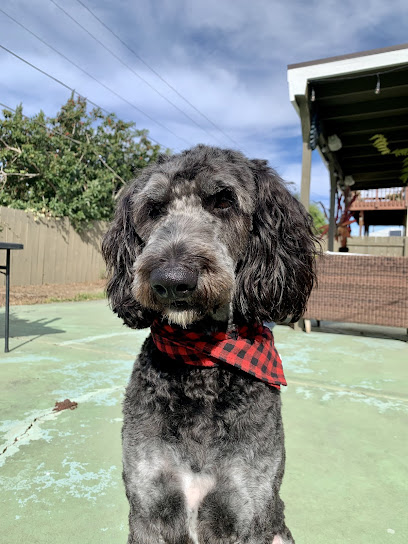 Canine Image Grooming