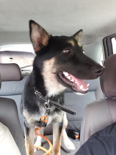 Barn and Veterinary El Grano de Oro