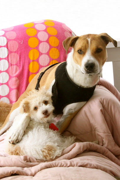 Lucky Pup Dog Rescue of San DIego