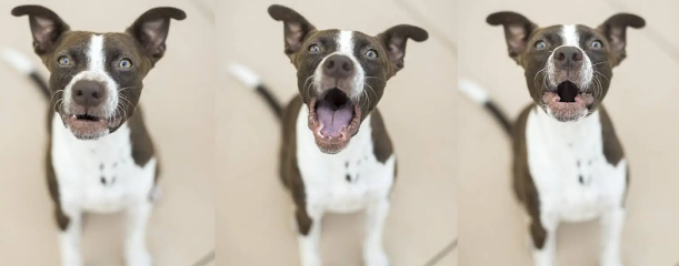 Highlands Ranch Animal Hospital