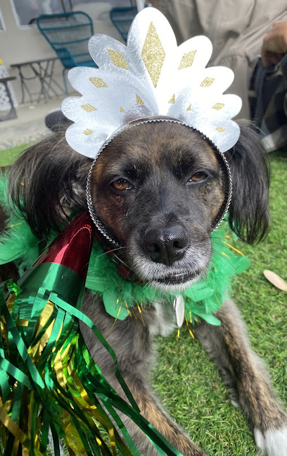 Second Chance Dog Rescue