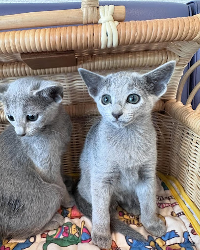 Cali Russian Blue's Kittens Cattery