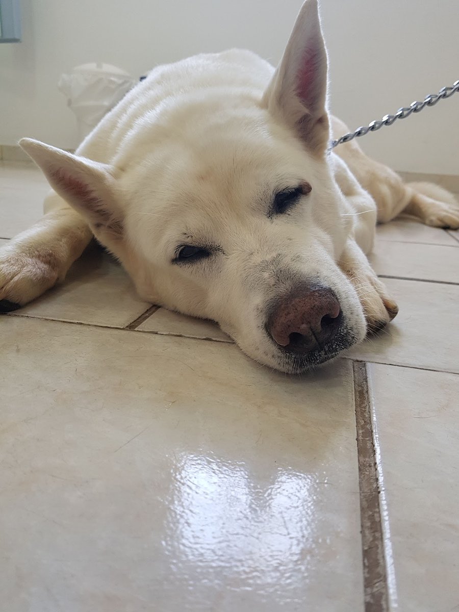 VidaVet Clínica Veterinária