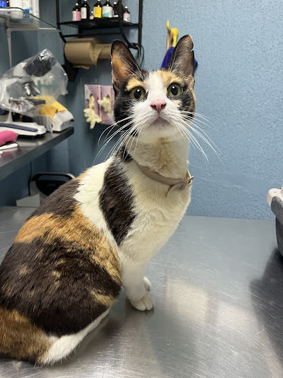 Veterinaria ANIMALLS DR