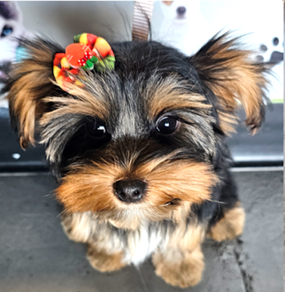 Point Loma Dog Salon N Spa