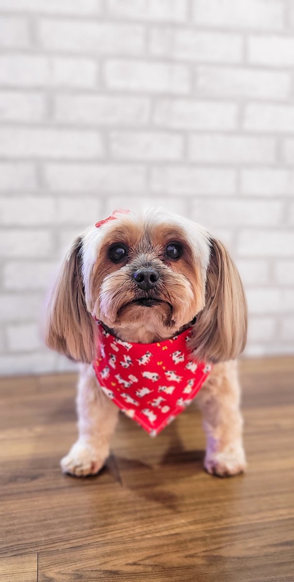 Cão Ki Fuça Estética Animal