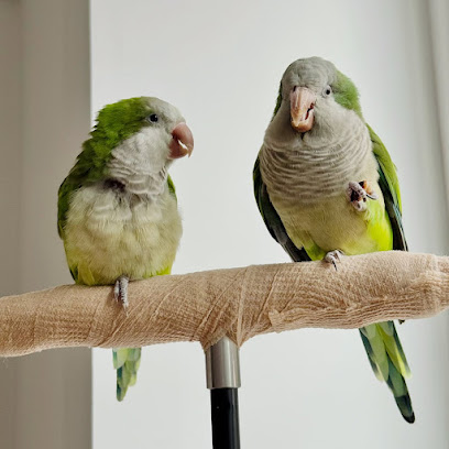 Exotic Live Parrots