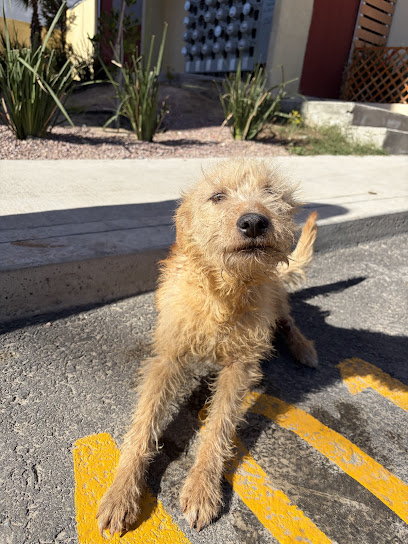 Veterinaria 24hrs en Tijuana