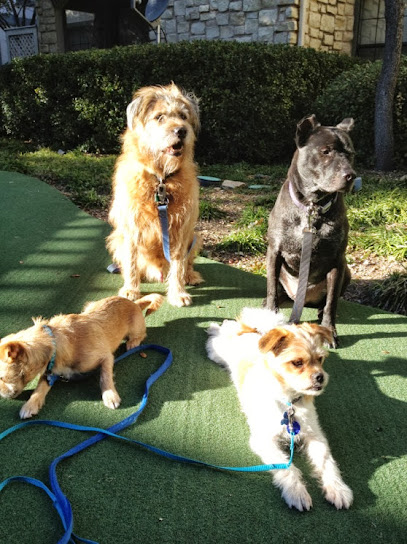 Traveling Dog Trainer