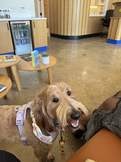 Modern Animal Addison