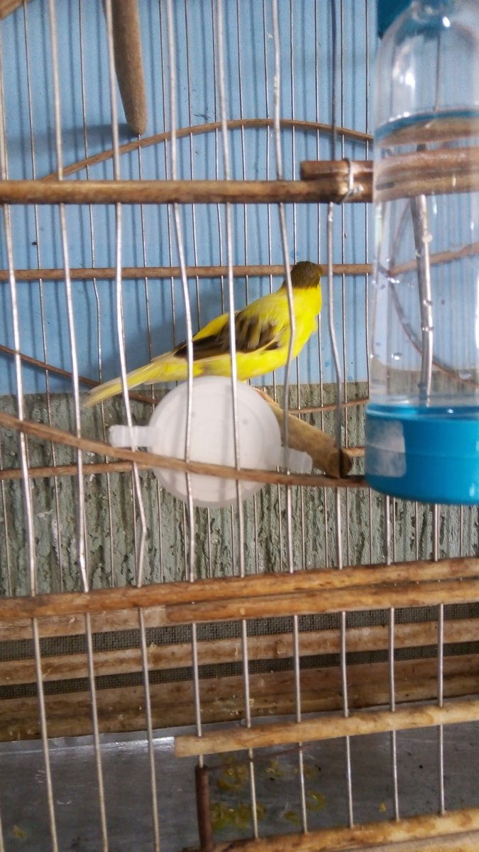 Cavalo Preto Produtos Agropecuários Ltda.