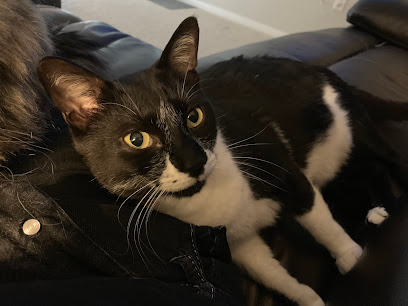 Tailored Pet Sitting