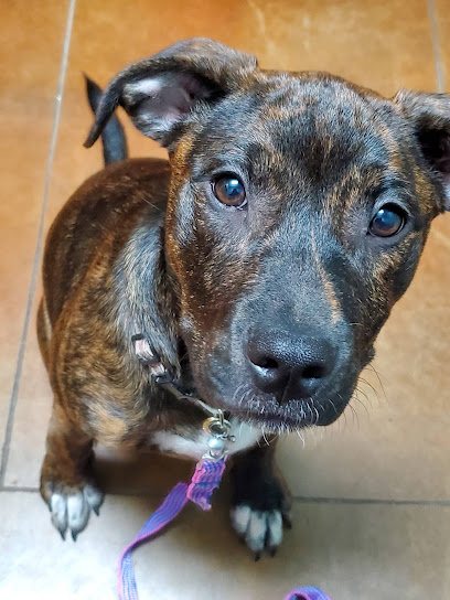 Bridge Street Animal Clinic