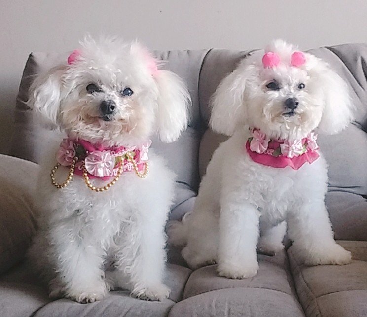 Pet Shop Bicho Mania Comércio de Artigos para Animais