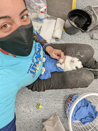 Rabbit & Guinea Pig Nail Trims At Home