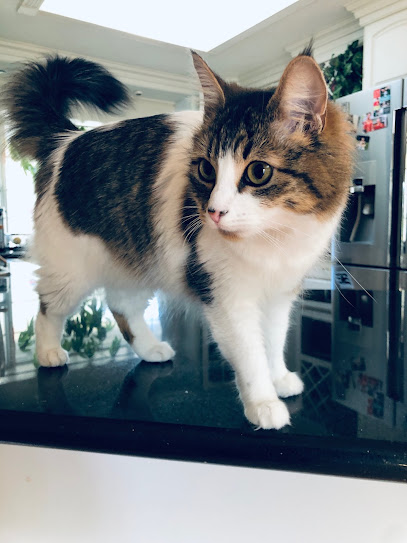 Beyond Stellar Pet Care